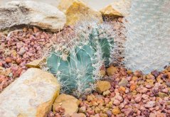 Kaktus Capricorne (Astrophytum capricorne) 6 semien
