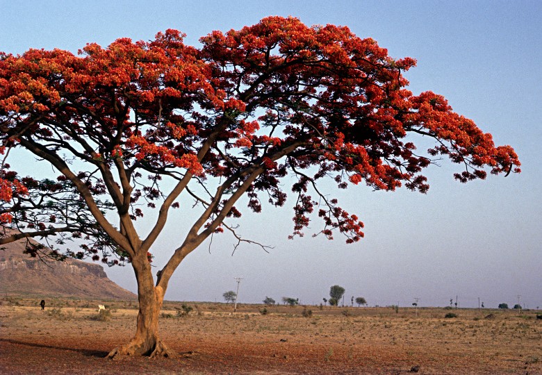 Hořící strom (Delonix regia) 5 semen