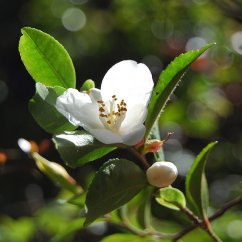 White Chinese tea flower with prominent yellow stamens surrounded by green oval leaves with delicate serrated edges White Chinese tea flower with prominent yellow stamens surrounded by green oval leaves with delicate serrated edges