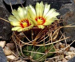 Twee gele bloemen van Astrophytum senile cactus met rode centra, ronde groene cactus met bruine stekels omringd door steentjes in pot Twee gele bloemen van Astrophytum senile cactus met rode centra, ronde groene cactus met bruine stekels omringd door steentjes in pot