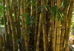 Bambus trnitý (Bambusa bambos) 5 semen