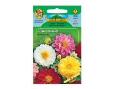 Jiřinka zahradní plnokvětá Mix