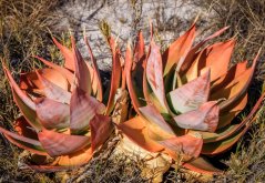 Hojas carnosas naranja-rosa de Aloe vanbalenii en entorno natural, roseta compacta con colores vibrantes por luz solar