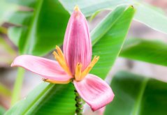 Banánovník růžový (Musa ornata) 5 semen