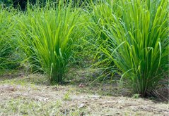 Citronová tráva (Cymbopogon flexuosus) 20 semen
