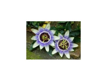 MUČENKA - izbová ozdoba Mučenka (Passiflora) je exotická popínavá rastlina, ktorá ohromí svojimi nádhernými a zložitými kvetmi. Táto tropická kráska sa postupne stáva obľúbenou izbovou rastlinou a dokonale ozdobí akýkoľvek interiér. Pôvod a história Mučenka pochádza z tropických a subtropických oblastí Strednej a Južnej Ameriky. Španielski misionári ju nazvali "kvet umučenia" (Passion Flower), pretože v jej kvete videli symboly Kristovho utrpenia - korunu z tŕnia, klince a rany. Najobľúbenejšie druhy pre pestovanie Passiflora caerulea (modrá mučenka) je najrozšírenejší a najodolnejší druh. Kvitne nádhernými modrými až fialovými kvetmi s bielymi a fialovými vláknitými korunkami. Po odkvitnutí vytvára oranžové plody. Passiflora edulis (jedlá mučenka) je známa svojimi chutnými plodmi - marakujami. Kvety sú biele s fialovými pásikmi a rastlina je mierne náročnejšia na starostlivosť. Pestovanie v interiéri Svetlo: Mučenka potrebuje veľa svetla, najlepšie priame slnečné lúče aspoň 4-6 hodín denne. Ideálne je umiestnenie pri južnom alebo západnom okne. Teplota: Počas vegetačného obdobia (jar až jeseň) sa rastline darí pri teplotách 20-25°C. V zime je vhodné znížiť teplotu na 10-15°C, čo podporí budúce kvitnutie. Zalievanie: Počas rastu zalievajte pravidelne a vydatne, substrátu nedovoľte úplne vyschnúť. V zime zalievanie obmedzte. Mučenka ocení občasné orosenie listov. Substrát: Použite priepustnú zeminu s dobrým drenážnym systémom. Vhodná je zmes substrátovej zeminy, perlitu a kompostu v pomere 2:1:1. Hnojenie Počas vegetačného obdobia hnojte každé 2 týždne tekutým hnojivom pre kvitnúce rastliny. V zime hnojenie zastavte. Opora a tvarovanie Mučenka je popínavá rastlina, preto potrebuje oporu - mriežku, tyčky alebo šnúry. Výhonky sa privinú pomocou úponiek. Pravidelným rezom v predjarí podporíte hustejší rast a bohatšie kvitnutie. Rozmnožovanie Mučenku možno rozmnožovať: Odrezkami: V lete odstrihnite polovldrevovaté výhonky dlhé 10-15 cm a zakorenite ich v piesočno-rašelinovej zmesi Semienkami: Semená namočte na 24 hodín, vysejte do vlhkej zeminy a udržujte teplotu okolo 25°C. Klíčenie trvá 2-4 týždne Bežné problémy Kvety nekvitne: Nedostatok svetla, príliš vysoká zimná teplota alebo nedostatok živín. Zabezpečte dostatok svetla a správne zimovanie. Žltnúce listy: Príliš vlhký alebo príliš suchý substrát, nedostatok svetla. Upravte zalievanie a presvetlenie. Škodcovia: Mučenku môžu napádať mšice, molice a pavavky. Pri napadnutí použite vhodné ochranné prípravky alebo prírodné repelenty. Liečivé účinky Mučenka sa v ľudovom liečiteľstve tradične využíva ako prírodné upokojujúce prostriedok. Čaj z listov mučenky pomáha pri nespavosti, úzkosti a napätí. Rastlina obsahuje flavonoidy a alkaloid harman s miernymi sedatívnymi účinkami. Zaujímavosti Niektoré druhy mučenky vytvárajú chutné a aromatické plody - marakuje, ktoré sú plné vitamínov a antioxidantov. Kvety mučenky vydržia rozkvitnúť len jeden deň, no rastlina ich produkuje nepretržite počas celého leta. Mučenka je nádherná a relatívne nenáročná rastlina, ktorá vás odmení spektakulárnymi kvetmi a exotickým vzhľadom. S trochou starostlivosti sa stane ozdobou každého domova.