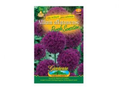 Balení semen Allium aflatunense Purple Sensation s fialovými kulovitými květy na zeleném obalu značky Gardenie s nápisem 3ks