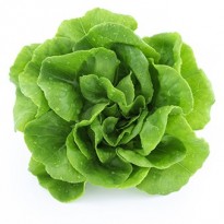 Semena listové zeleniny - Moravo Seed