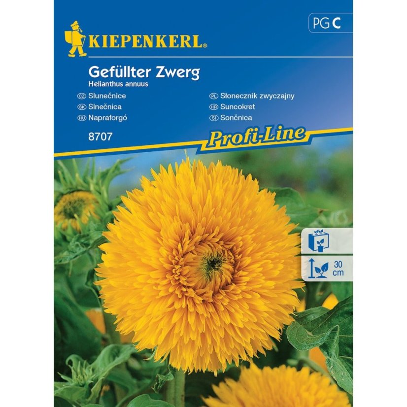 Sonnenblume Gefüllter Zwerg - orange-gelbe Vollblüte mit dichten Blütenblättern auf grünem Stängel, Samenpackung Kiepenkerl