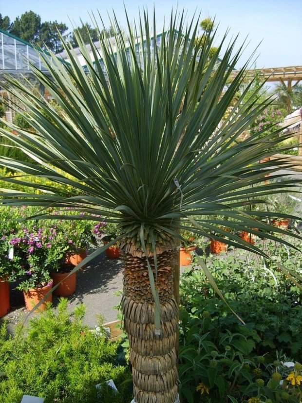 Juka Thompsonova (Yucca thompsoniana) 10 semen