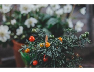 Association utile - tomates et herbes en pot