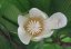 Dilenie indická (Dillenia indica) 5 semen