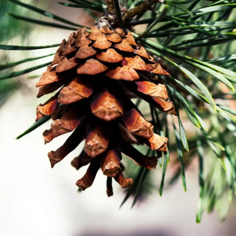 BIO Borovice - 100% přírodní esenciální olej (10 ml)