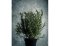 Branches de romarin sur la table de cuisine