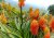 Aloe rupestris con inflorescencias prominentes de color naranja-rojo en forma de cilindros, hojas verdes con pequeñas espinas en los bordes, ambiente tropical
