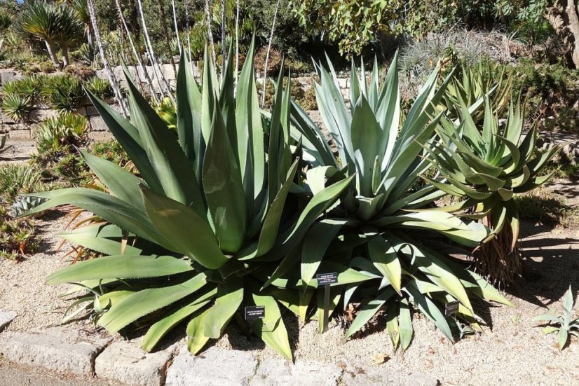 Agáve salmiana (Agave salmiana) 10 semen