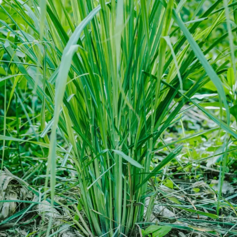 BIO Palmarosa - 100% přírodní esenciální olej (10 ml)