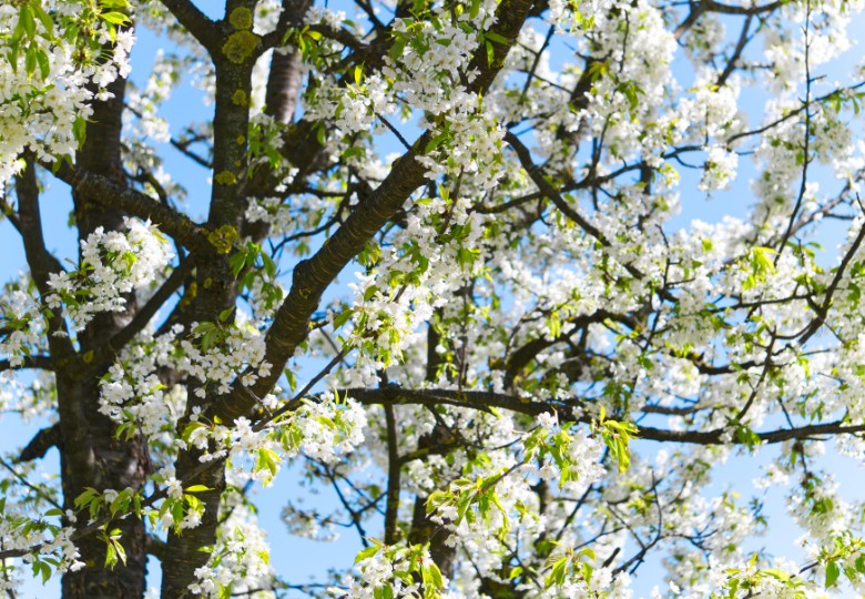 Muchovník kanadský (Amelanchier canadensis) 8 semen