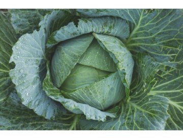 Kohl