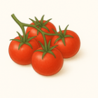 Keříčková rajčata