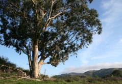 Eukalyptus alpský (Eucalyptus alpina) 7 semen