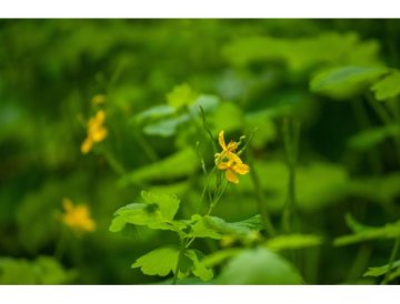 Chelidonium majus - Celidonia mayor