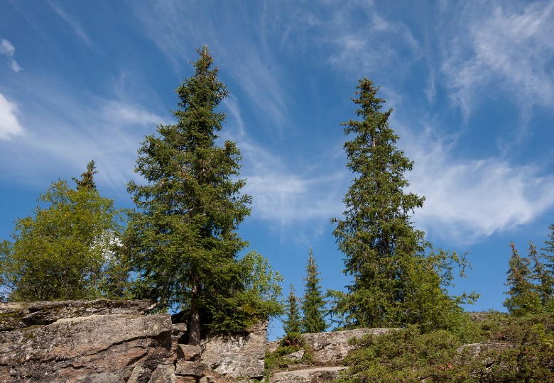 Smrk tibetský (Picea smithiana) 10 semen