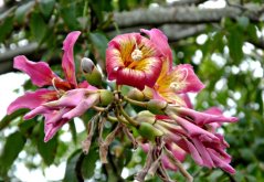 Vlnovec päťmužný (Ceiba pentandra) 7 semien