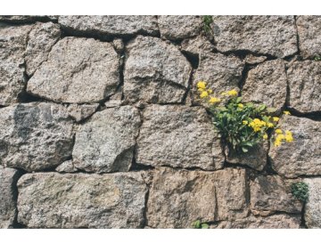 Nos encantan las plantas de rocalla - Parte 1