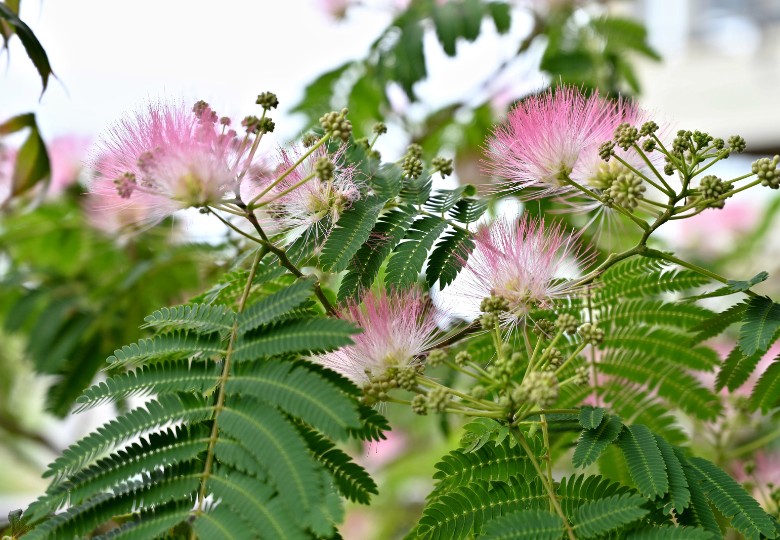 Citlivka stydlivá (Mimosa pudica) 7 semen