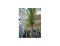 Plantas exóticas en nuestros hogares