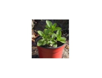 Stevia sötare - tillsätt den i drycker istället för socker