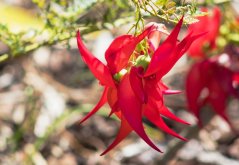 Nádhernice (Clianthus puniceus) 7 semen