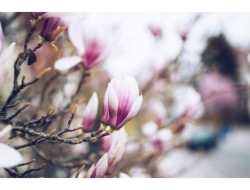 Magnolie - el encanto de la primavera en el jardín