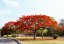Hořící strom (Delonix regia) 5 semen