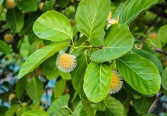 Afrikaanse perzik met ronde gele bloemen en groene bladeren op takken, zaden van tropische plant nauclea latifolia voor teelt