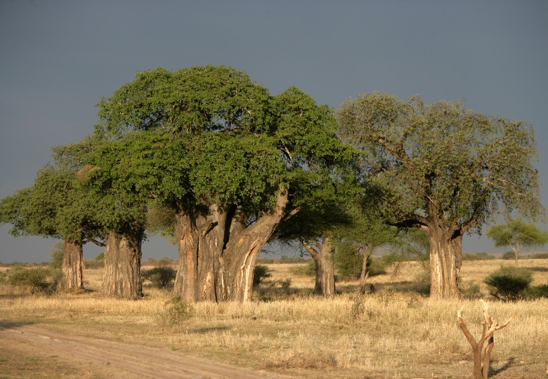 Baobab prstnatý (Adansonia digitata) 5 semen