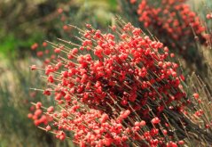 Chvojník prostřední (Ephedra intermedia) 8 semen