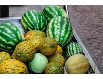 Melon från egen odling