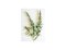 Estragon ou armoise dragon