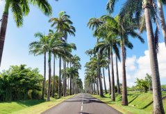 Palma královská (Roystonea regia) 4 semena