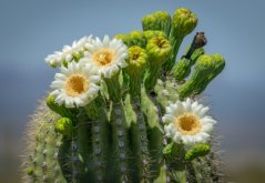 Saguaro (Carnegiea gigantea) 5 semien