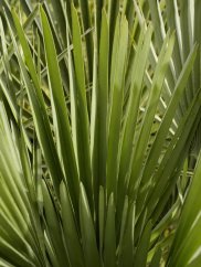Detail of green fan-shaped leaves of low cycad with typical narrow segments growing from a central palm point