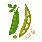 Semena podle účelu využití – jedlé, okrasné, léčivé i medonosné rostliny