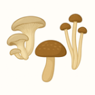 Schimmels