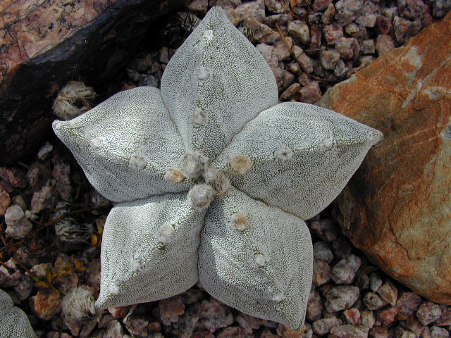 Cuerpo pentagonal de cactus Astrophytum myriostigma sin flor con color gris típico y puntos blancos en superficie creciendo entre piedras