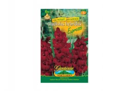 Gladiolus ESPRESSO 6ks