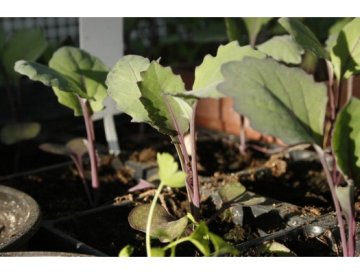 Wat zaaien en planten we in deze periode?