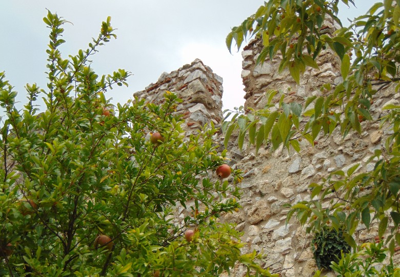 Granátové jablko (Punica granatum) rostoucí jako strom v zahradě u kamenné zdi, s několika plody mezi hustou zelenou vegetací