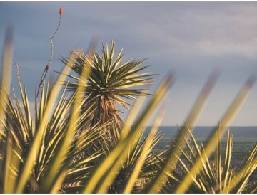 Yuca todo el año en el jardín